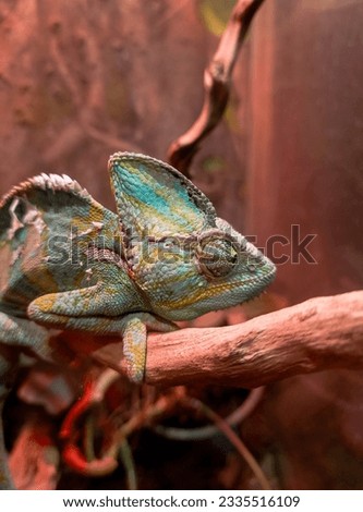 A chameleon is on a branch and is looking at the camera.