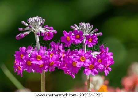 Close up of candelabra primrose (primula bulleyana) flowers in bloom Royalty-Free Stock Photo #2335516205