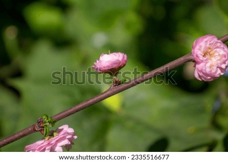 Small rose flowers on green blurred background with copy space.
