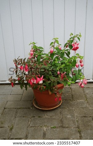 Winter-hardy fuchsias bloom in a flower pot in July in the garden. Fuxia, lat. Fuchsia, is a genus of perennial plants of the Cyprus family, Onagraceae. Berlin, Germany