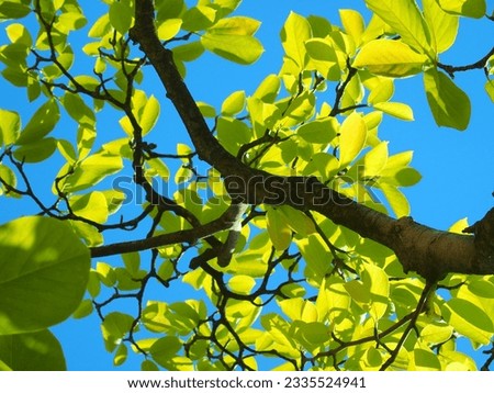 Young leaves and blue sky of fresh green white magnolia in early summer park