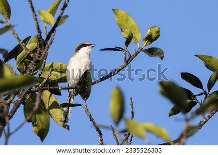 Loggerhead Shrike on a Tree Branch
