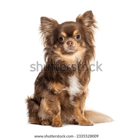 Sitting tricolored Chihuahua looking at the camera, isolated on white