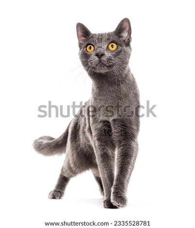Grey crossbreed cat yellow eyed walking towards the camera, looking up, isolated on white