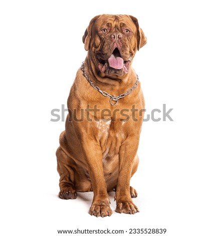 Panting Dogue de Bordeaux wearing a dog collar, isolated on white