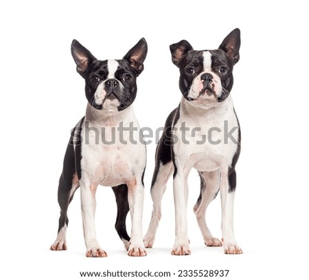 Two Boston terrier dogs together, isolated on white