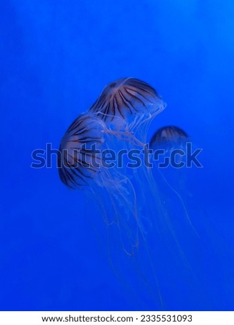 the three Brown jelly fish under the sea 