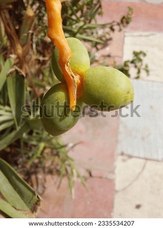 A close up of green unripe dates