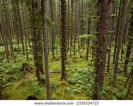 Located on the Olympic Peninsula, the beautiful Hoh rainforest is one of the largest temperate rainforests in the U.S. Receiving over 100 inches of rain annually, the region is lush with flora. Royalty-Free Stock Photo #2335534725