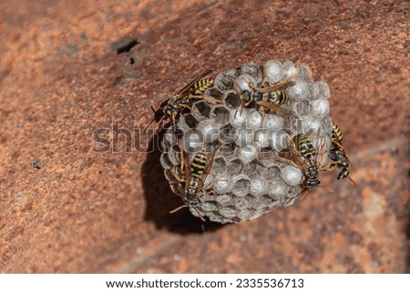 wasp clump - a round ball in an iron barrel