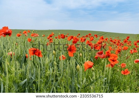 view of a field of red poppies and wheat with blue sky