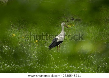 A stork in a field looking for food