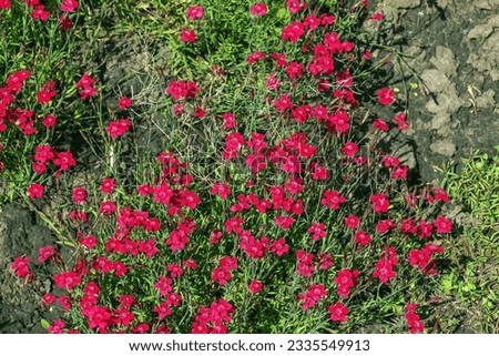 Dianthus deltoides brilliant red or carnation flowers with green Royalty-Free Stock Photo #2335549913