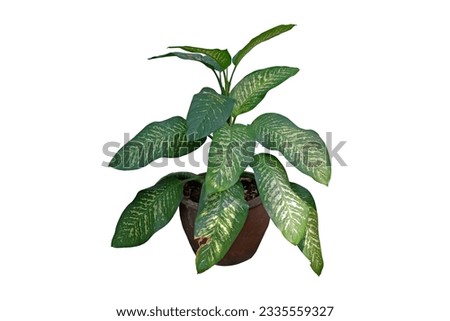 Dieffenbachia or dumbcane in flower pot, isolated on white background with clipping path.