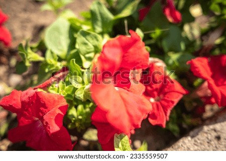 Banner with the image of pink petunia flowers, close-up, background of floral wallpaper with blooming petunias.