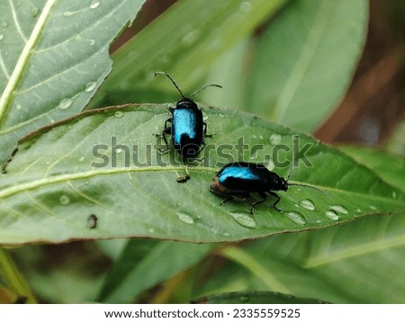 Two metallic blue insects perched on a dew-kissed green leaf, engaged in a tender moment of affection.
