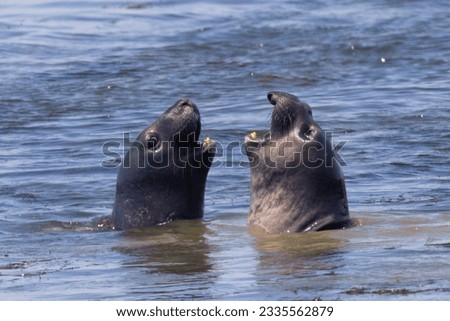 Close up of Northern elephant seals fighting, seen in the wild in North California Royalty-Free Stock Photo #2335562879