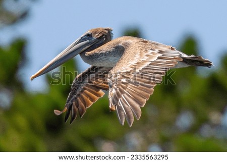 Brown pelican flying in beautiful light,  seen in the wild in North California Royalty-Free Stock Photo #2335563295