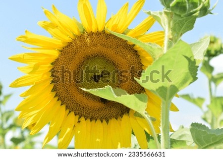Sunflower field in St. Louis, Missouri