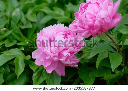 Large-flowered Chinese peony with beautiful pink color