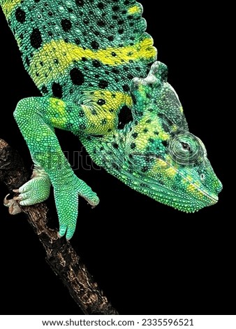 Chameleon on a black background. Isolated reptile lizard crawling down a branch. Scales and skin of green yellow and black.