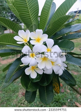 Plumeria obtusa Fowler white thai