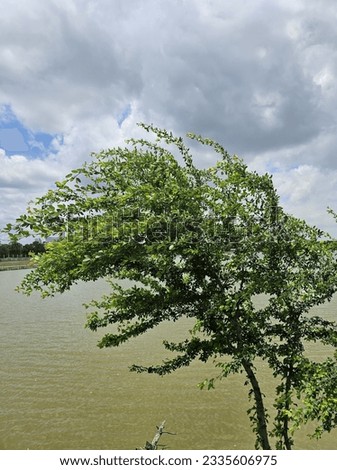 Green leafy tree,  cloudy sky and water.