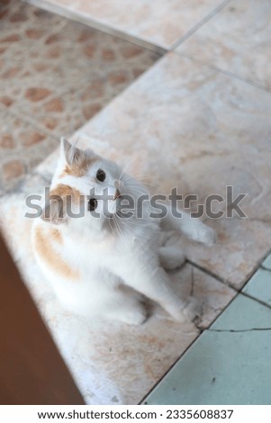 The behavior of a cute cat (orange white) is playing on the terrace of the house