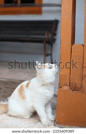 the behavior of a cute cat (orange white) is playing on the terrace of the house