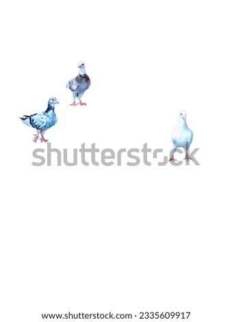 Three pigeons, colourful, bird's, beautiful, beauty are in white background.