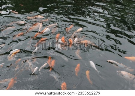 A group of colorful koi fish eagerly competing for food in a serene pond, creating a captivating and lively scene.