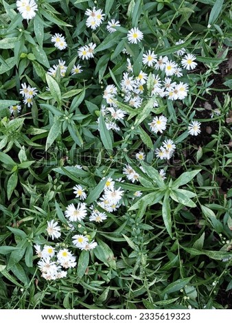 Small Perennial Lanced Leaf Asters.  White, daisy like, flowers with small yellow centers.  Leafy green background with scattered flowers.