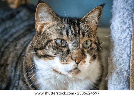 Up close pic of a tabby cat sitting down