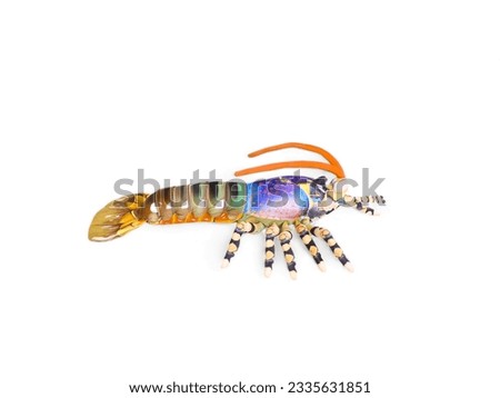 lobster stuffed animal isolated on white