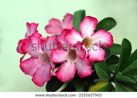 Close up image of blooming adenium flowers and green leaves isolated on white background