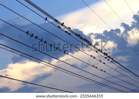 Many birds perched on parallel wires. On the background is the evening sky.