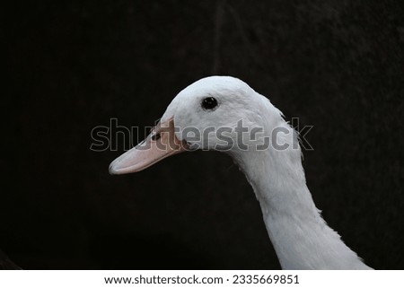 Close up white duck and blurred background