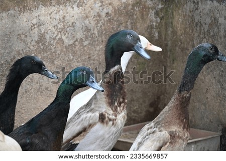 Close up ducks on the small farm