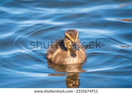 Cute little duckling swimming alone in a lake or river with calm water. Agriculture, Farming. Happy duck. Cute and humor