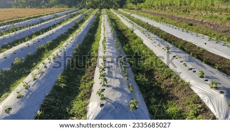 Mulching film or plastic cover soil to keep moisture and control weed in crops. Plastic cover for chili plants Royalty-Free Stock Photo #2335685027
