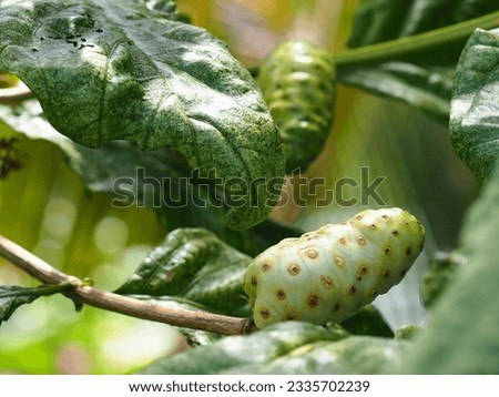 Noni tree with edible leaves and fruit  Originated from India  The leaves are green, the fruit is green and when mature it is white.