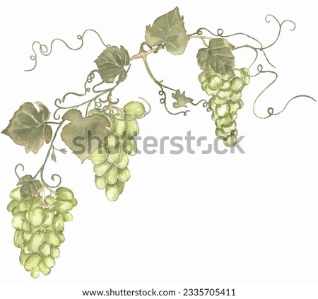 Green grapes wreath clipart, harvest clip art. Watercolor hand painted grapes frame. Italian vinery concept design. French wine border illustration. Autumn fruits harvest clipart.