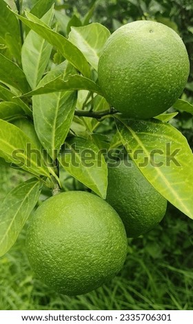 Malta Fruits।। Sweet Bari Malta।। Green Orange।। Pictures of the sweet Malta fruits plant in Bangladesh.