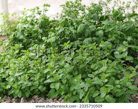 Peppermint is a herbaceous plant with creepers.  The stems are reddish purple.  The leaves are green, oval-shaped, fragrant, commonly used to put in food and decorate dishes to be beautiful and have m