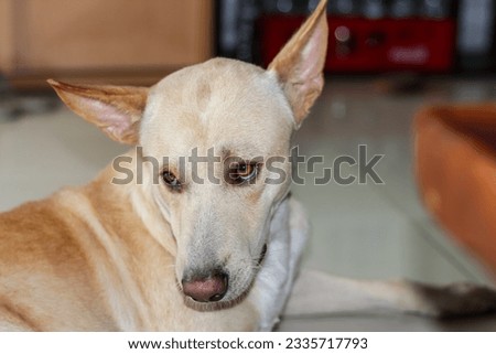 Close up with white color face of my dog looking happy and smiling.concept animation.