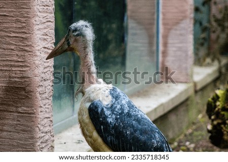 Marabou stork in the zoo of Belgium.