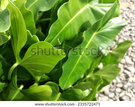 pictures of green leafy ornamental plants