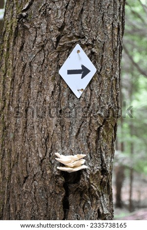 Directional trail arrow nailed to a tree trunk with mushroom growing under it. 