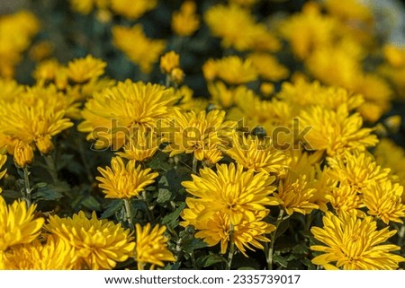 beautiful bushes of yellow chrysanthemum flowers close-up