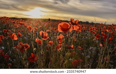 Beautiful field of red poppies at a golden sunset